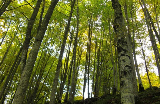 Bosque de Irati en otoño