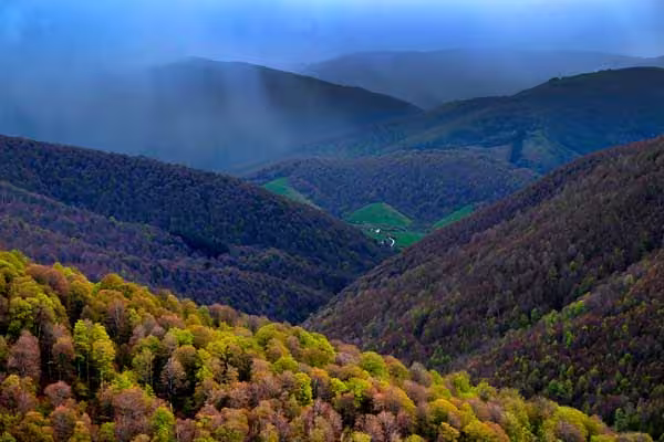 Bosque de Quinto Real en Navarra: Rutas de senderismo y hayedos. 3 Bosque de Quinto Real: paisaje de frondosos hayedos en Navarra.