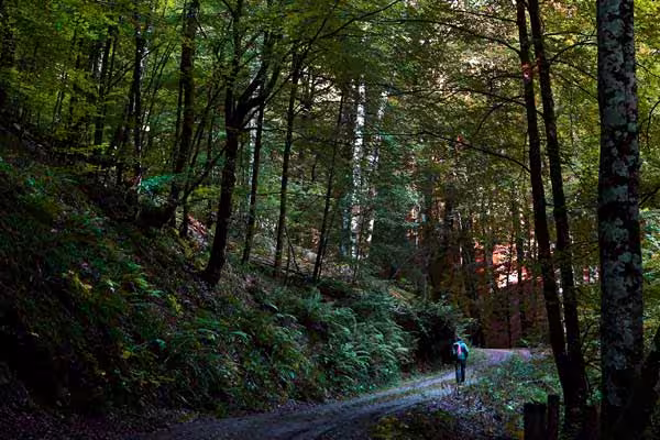 Bosque de Quinto Real en Navarra: Rutas de senderismo y hayedos. 1 espacios naturales quinto real
