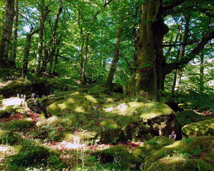 Rutas Selva de Irati - Azpegi Bosque Ursario